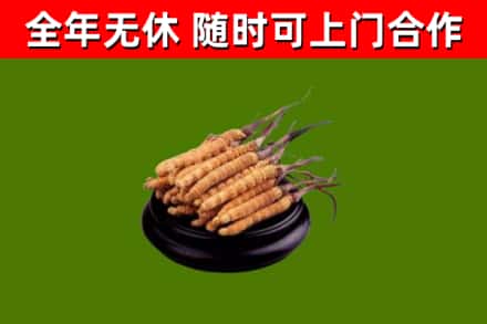 朔城回收散虫草