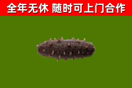 朔城回收海参干